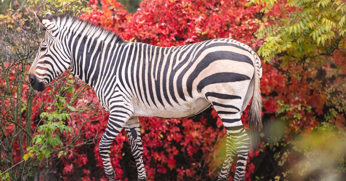 Czy zoo jest czynne we Wszystkich Świętych? Oczywiście, iż tak!