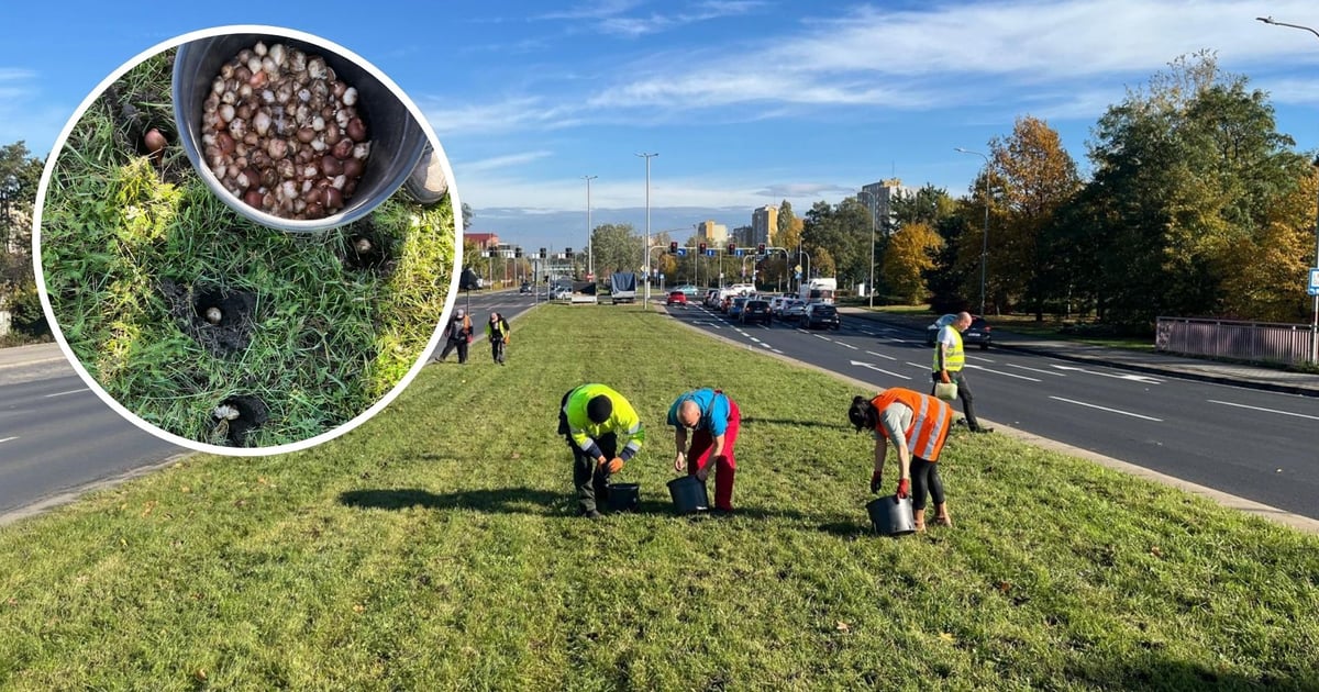 Wielkie jesienne sadzenie roślin we Wrocławiu. Efekty zobaczymy na wiosnę