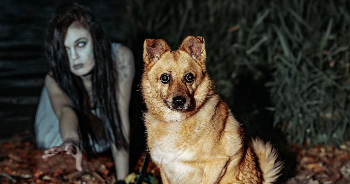 Halloweenowa sesja mieszkańców Schroniska i ich opiekunów | ZDJĘCIA