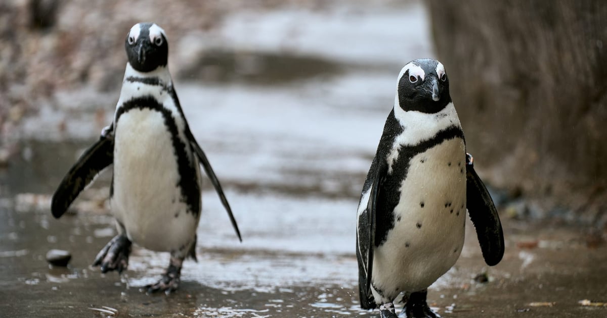Eliasz, Parmezan i inne pingwiny z ZOO Wrocław pomagają uczyć AI