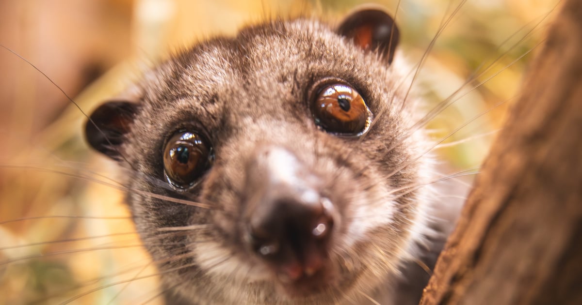 Czy te oczy mogą kłamać? Oto Misool, nowy mieszkaniec zoo | FILM, ZDJĘCIA