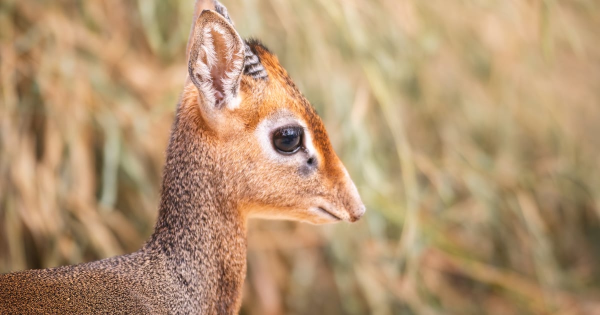 Mały, ale z temperamentem. Nowy dikdik potrzebuje imienia! | FILM