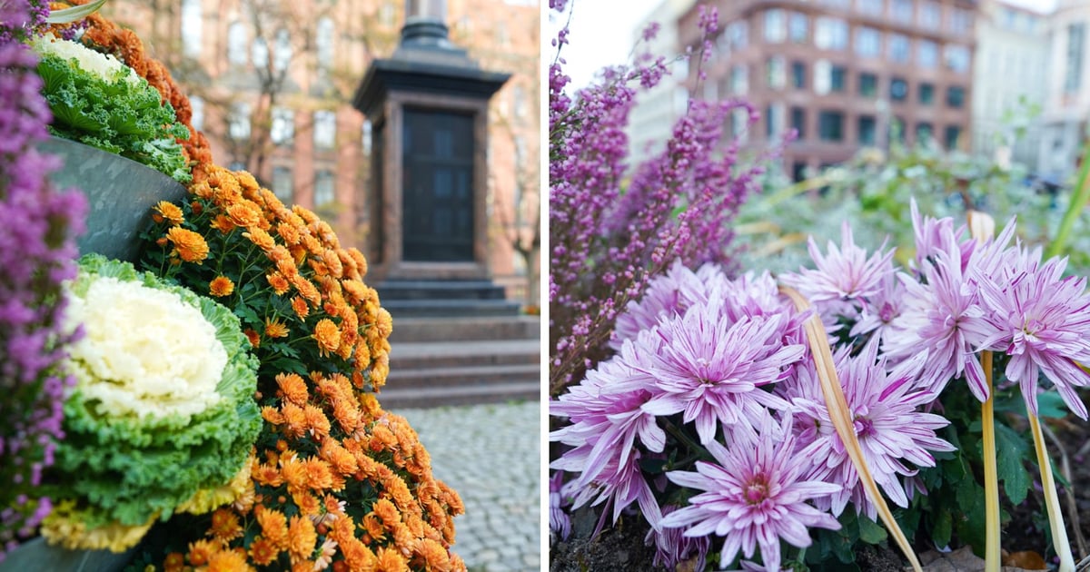 Jesienne rabaty kwietne upiększają Wrocław. Zobaczcie nowe nasadzenia [ZDJĘCIA]