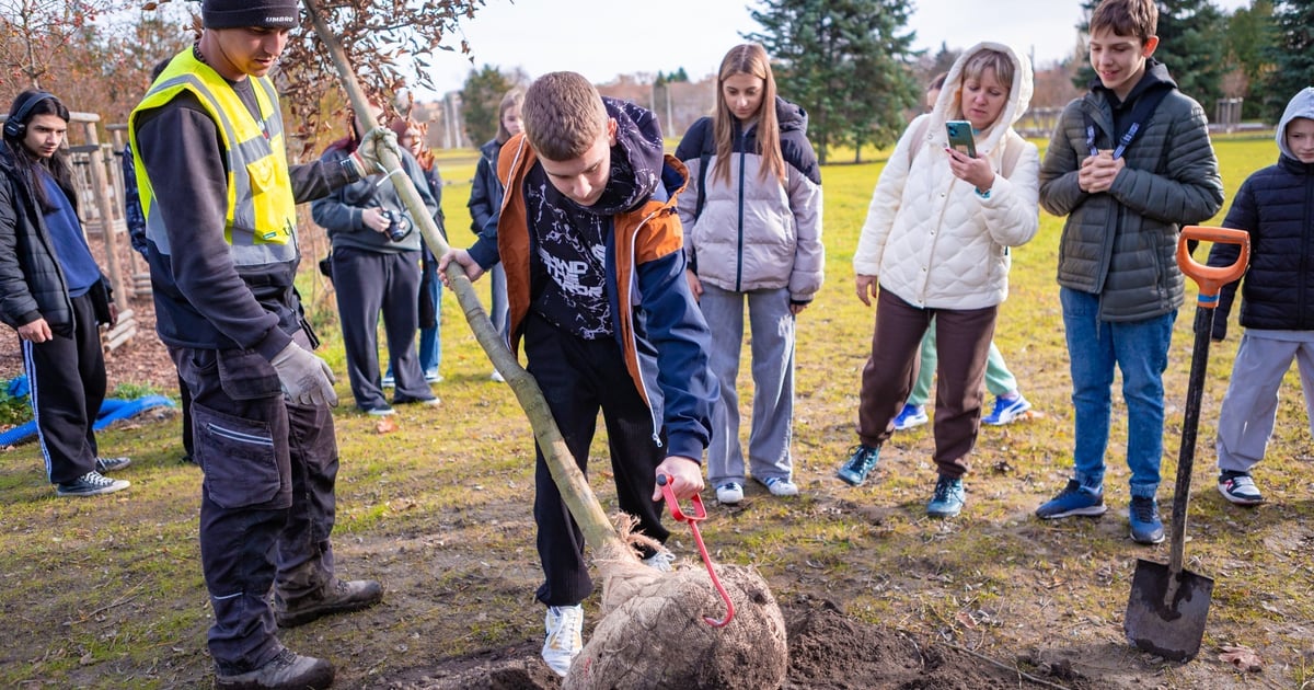 Przybyło drzew w Ogrodach Szczytnickich. A kto je sadził?
