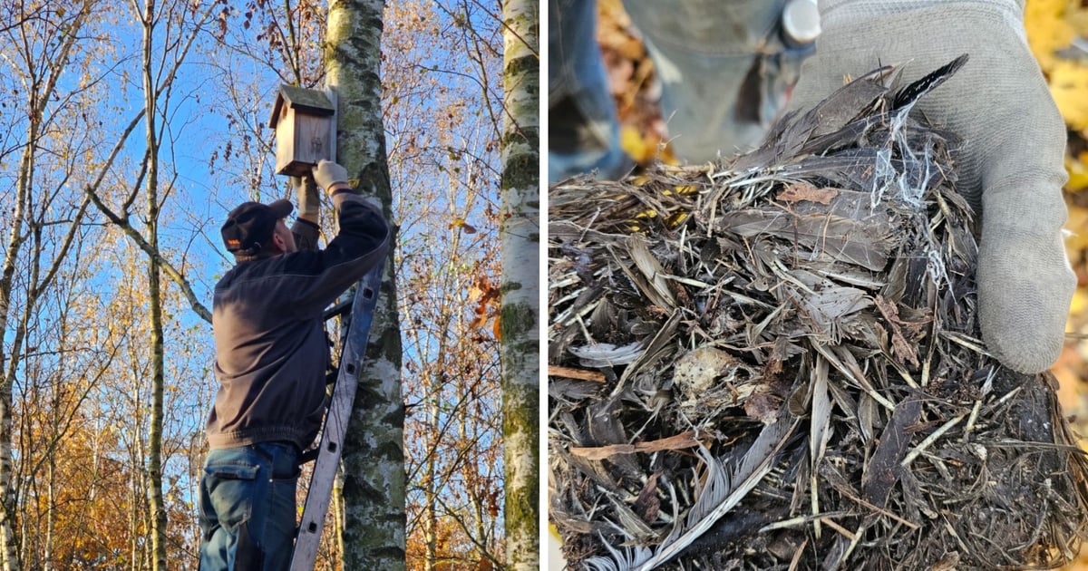 Bogatki, modraszki, mazurki i kowaliki – gdzie rezyduje ta ptasia menażeria?
