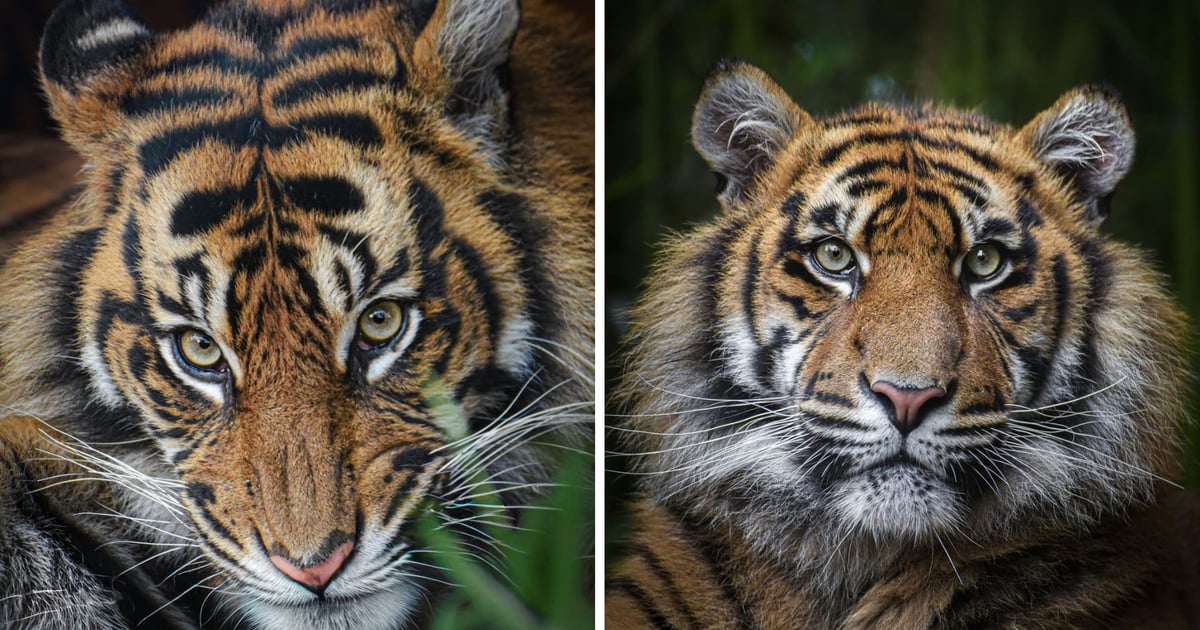 Poznajecie je? Tygrysie czworaczki z wrocławskiego zoo mają już ponad rok