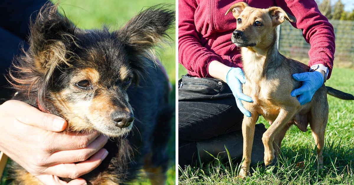 Cudowne psy do adopcji z wrocławskiego schroniska dla zwierząt [ZDJĘCIA]