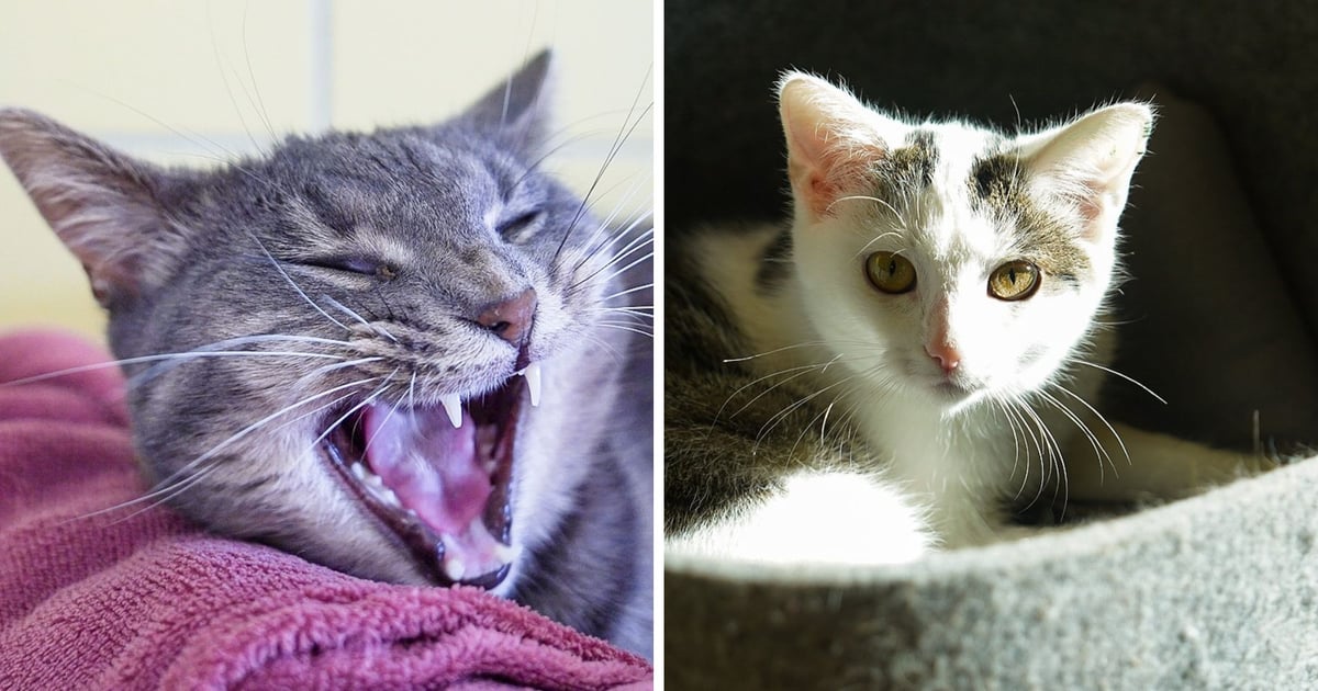 Piękne koty do adopcji z wrocławskiego schroniska [ZDJĘCIA]