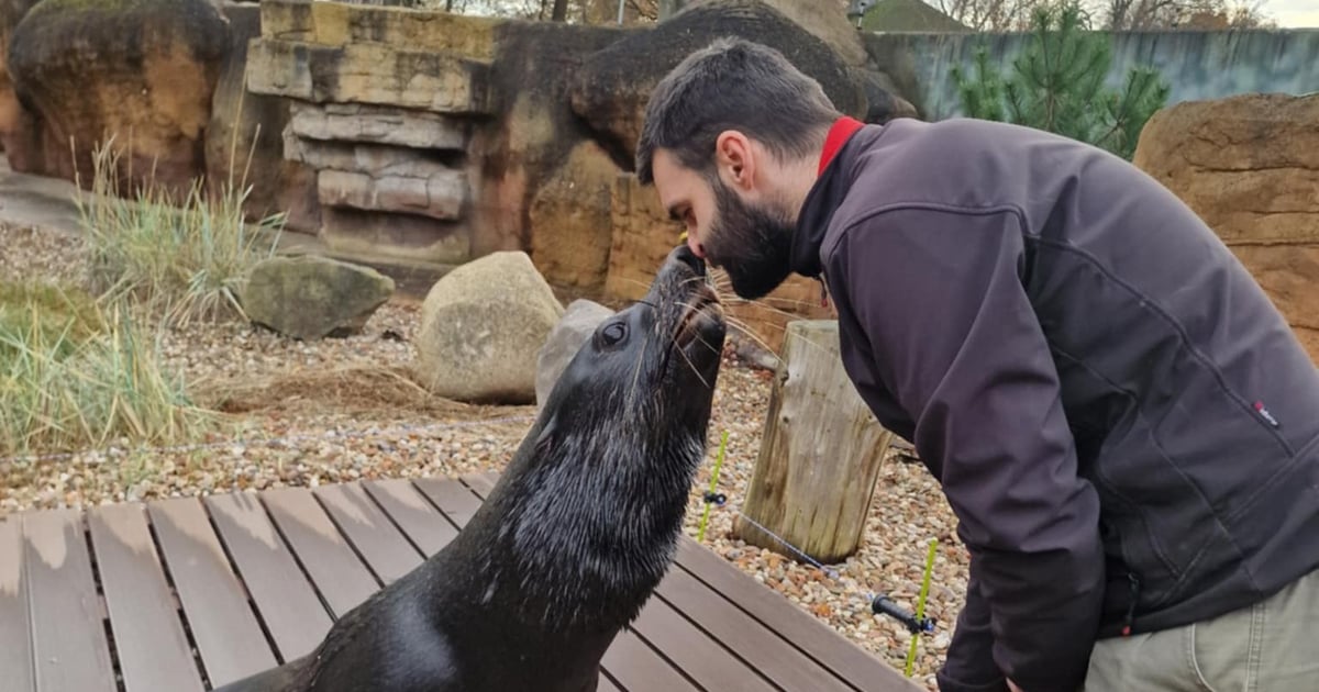 W co się bawią (i po co) kotiki? Uczestniczyliśmy w treningu medycznym