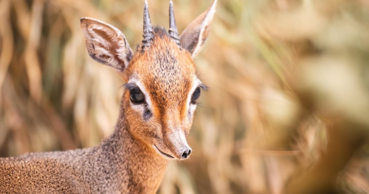 Nowy dikdik ma już imię! Wybrali je wrocławianie