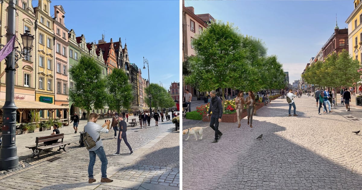 Zielona metamorfoza Rynku w 2026 r. 121 nowych drzew w historycznym centrum