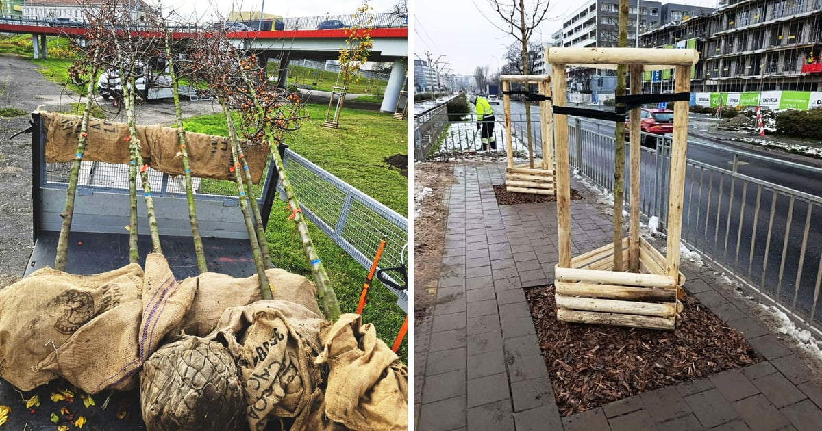 Przybywa nowych drzew w mieście. Ostatnio na Psim Polu i Tarnogaju