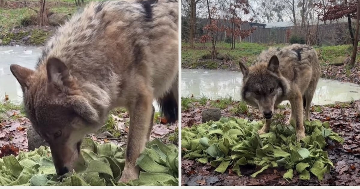 Mają nosa do smakołyków! Wilki z ZOO Wrocław | ZDJĘCIA