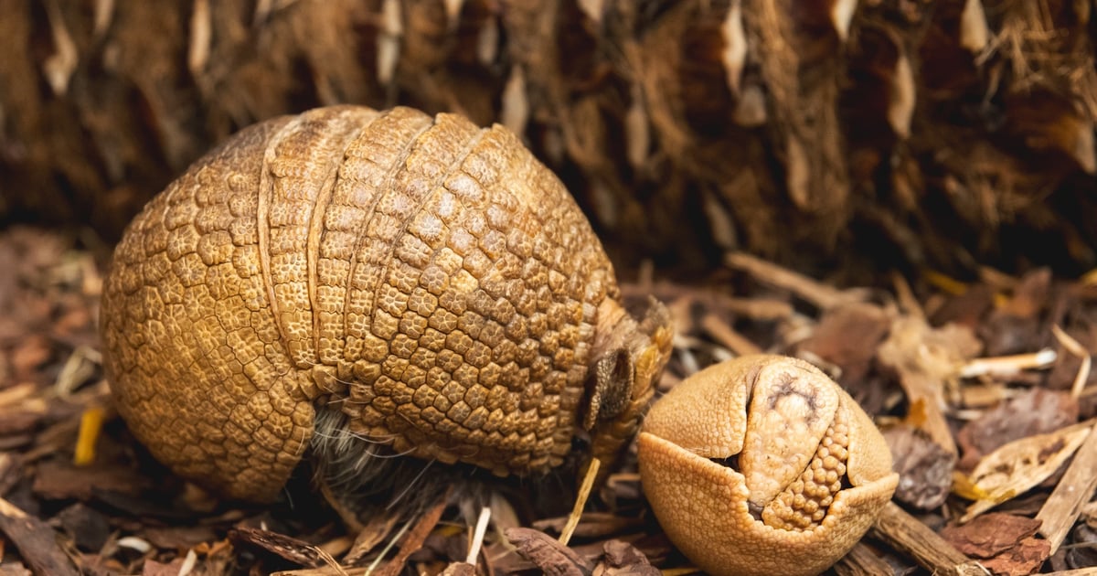 Ale słodziak! Maleńki pancernik urodził się w ZOO we Wrocławiu. Mamy zdjęcia