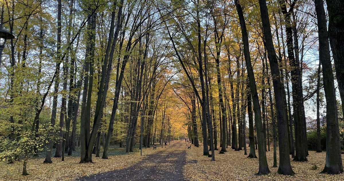 Aleję Romera w Parku Grabiszyńskim czeka remont