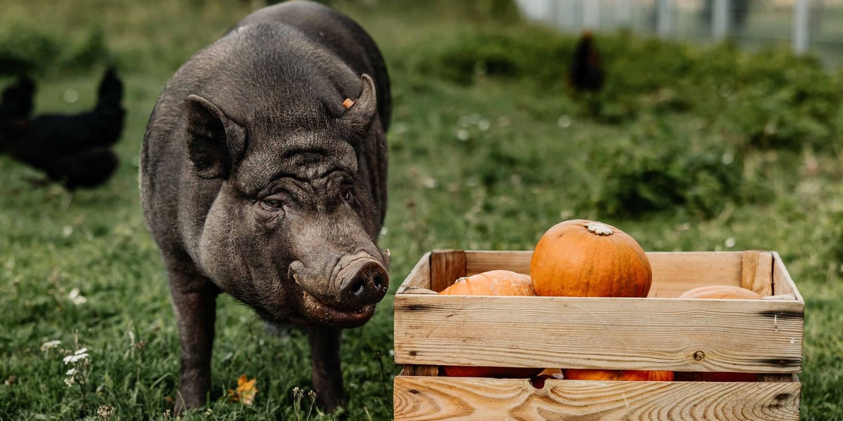 Świnie lubią... nie tylko dynie. Czekają na inne owoce i warzywa