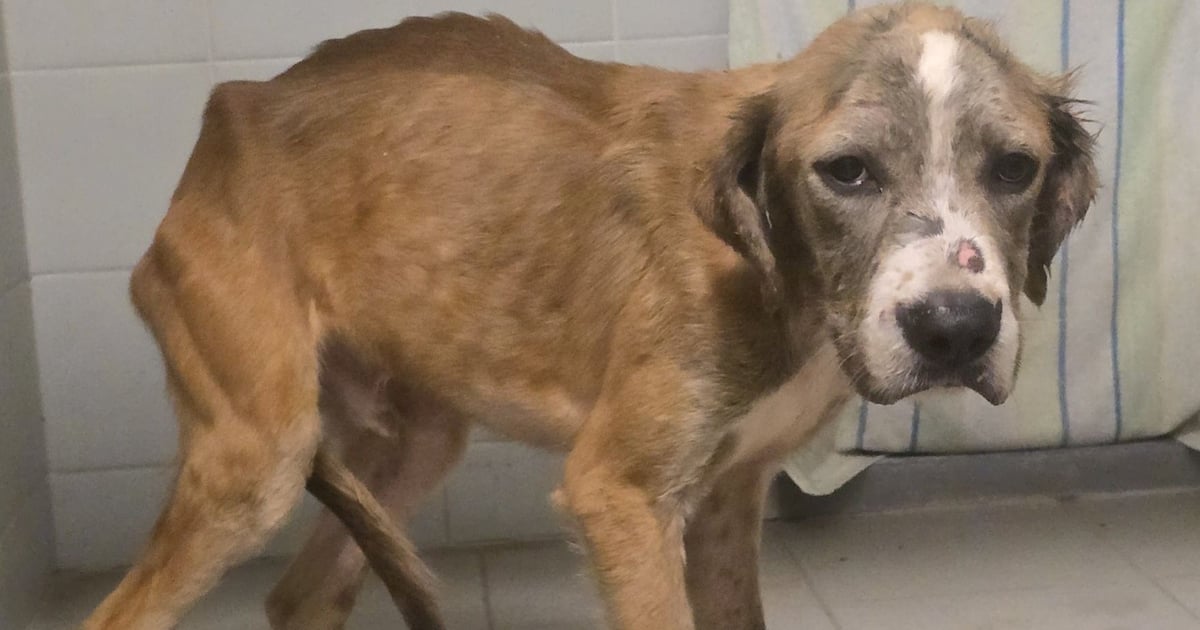 Żyły w piekle. 9 psów odebranych właścicielowi, sprawą zajmie się policja