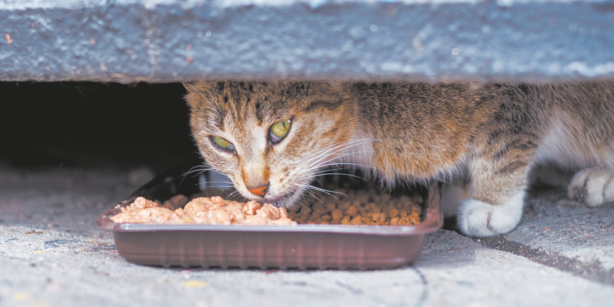 Otwórzmy serca i pomóżmy kotom wolno żyjącym przetrwać zimę