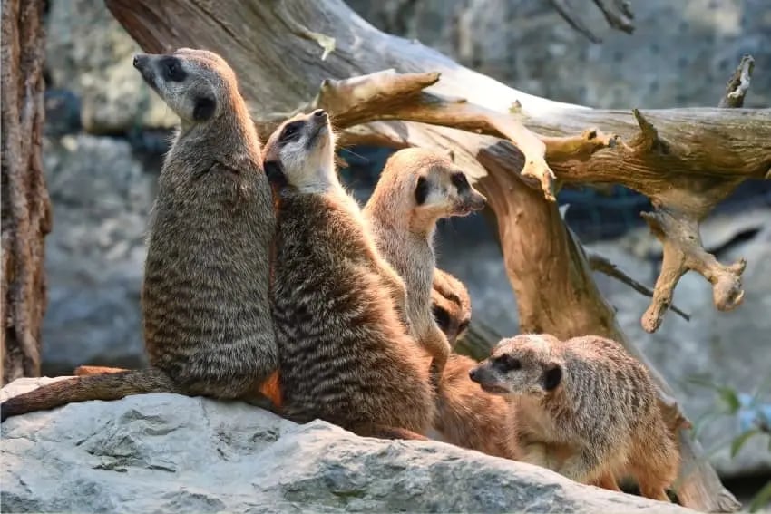 Zimno? A skąd! Zobacz, jak cieszą się śniegiem surykatki z wrocławskiego zoo | FILM