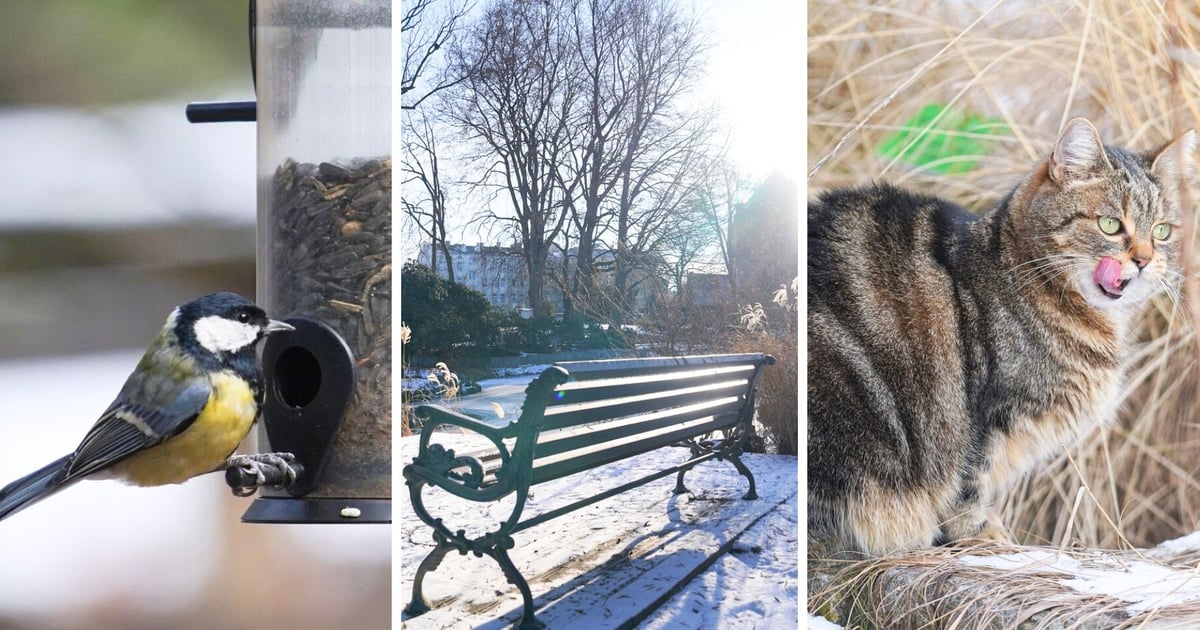 Cicho, pięknie, blisko natury. Ogród Botaniczny czynny w zimowe weekendy