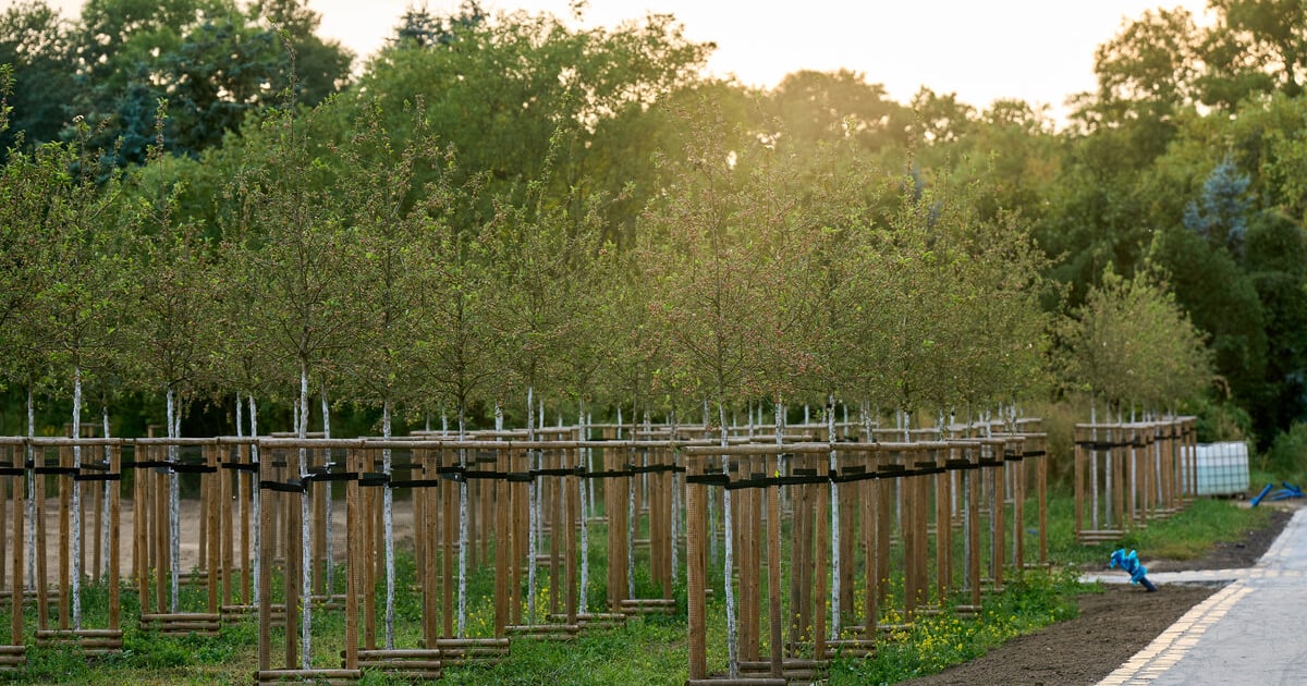 Setki nowych drzew i tysiące krzewów. Co rośnie w Ogrodach Szczytnickich?