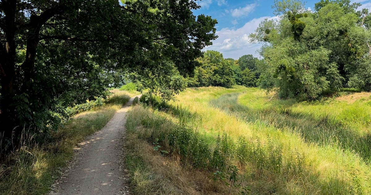 Jak urozmaicić życie w Lasku Oporowskim? Trzy interesujące pomysły