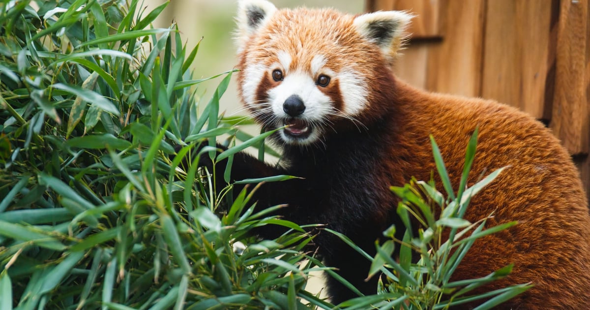 ZZM ma prezent dla pand rudych z naszego zoo