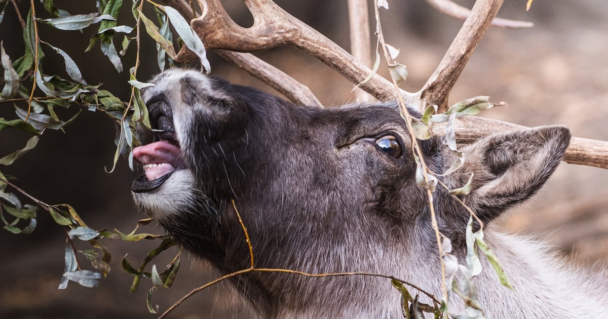 We wrocławskim zoo przybyło reniferów |FILM