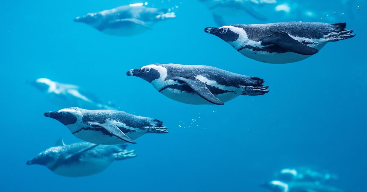 O ustawkach, rozrywkach i skandalach. Dziś obchodzimy Światowy Dzień Wiedzy o Pingwinach