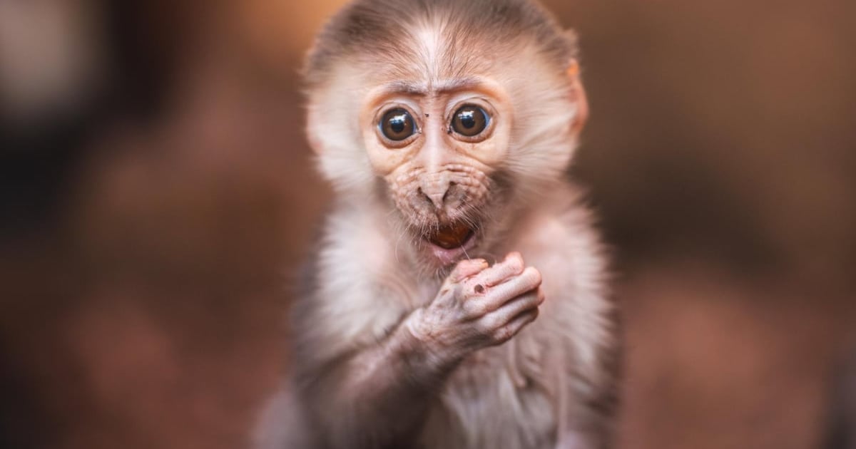Poznajcie Sama! Nowa mangaba urodziła się we wrocławskim ZOO. Mamy zdjęcia