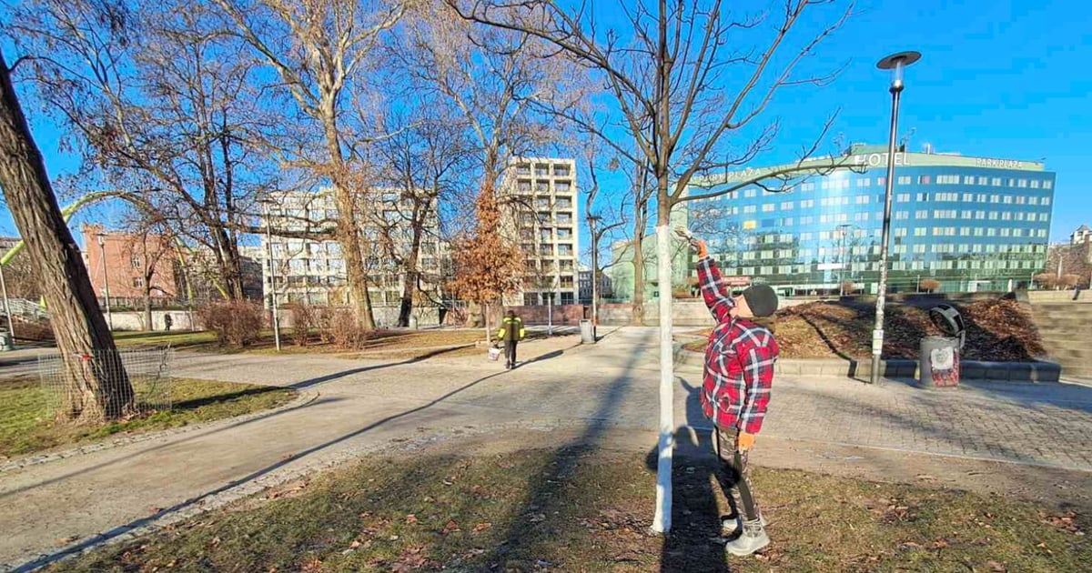 Trwa bielenie drzew we Wrocławiu. Przed czym chroni?