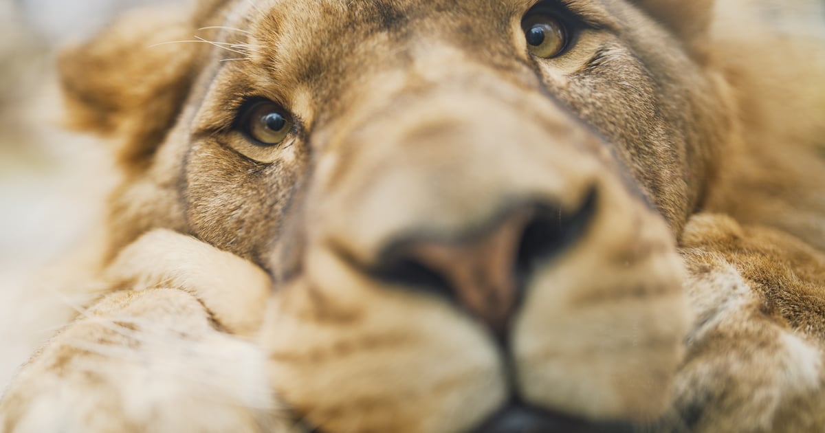 Nos w nos z lwem. Zobaczcie jak pięknie zapozował Togo z wrocławskiego zoo!