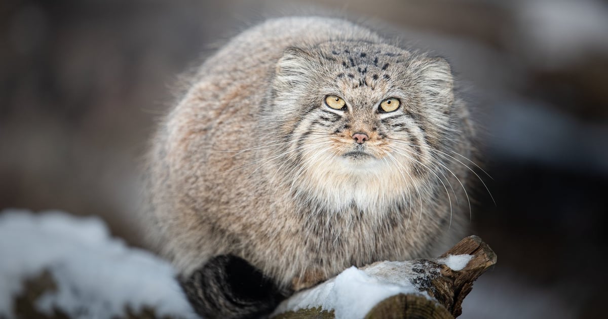 Manule jak śnieżne kule. Zobaczcie jak nasze zrzędy „uzbroiły się” na zimę