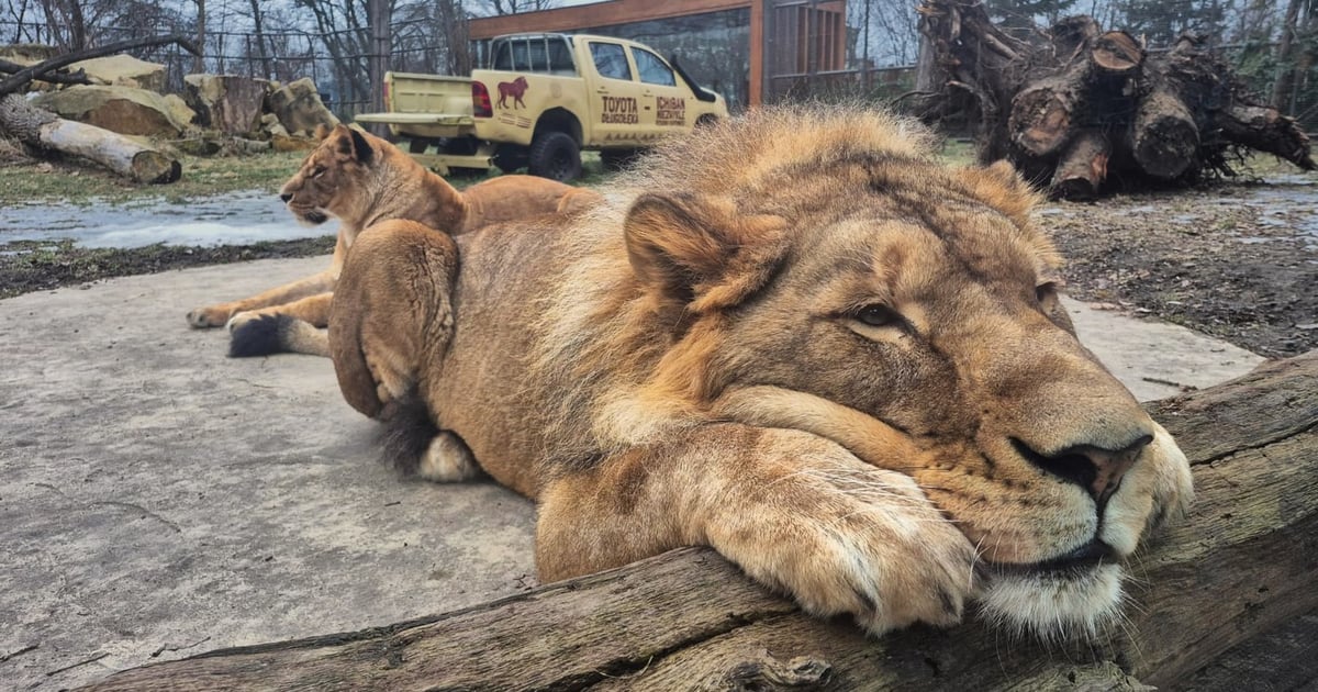 Im wcześniej, tym taniej. Nowy system sprzedaży biletów do zoo