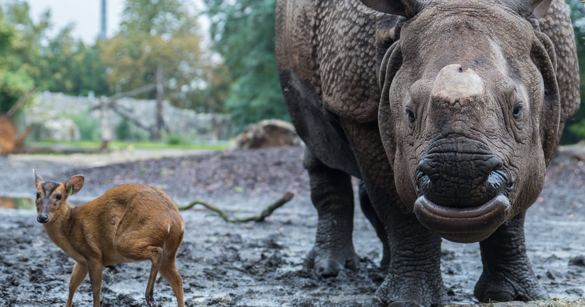 Słynna Marusia z wrocławskiego zoo obchodzi dziś urodziny! „Jest potężna, ale delikatna” – mówi jej opiekun