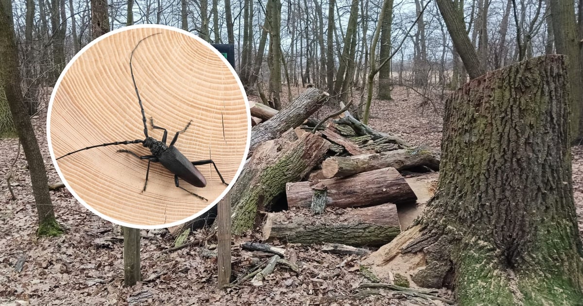 Prawda, iż ładny? Tego chrząszcza z ''kozimi rogami'' spotkacie we Wrocławiu