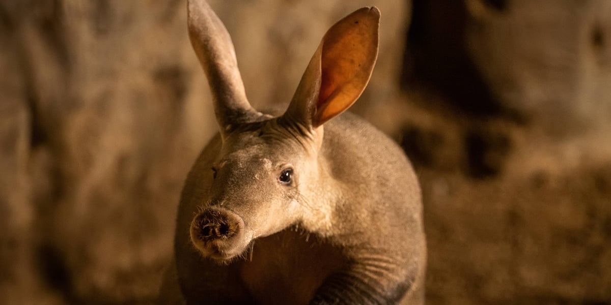 Wygląda jak z kreskówki. Jak zobaczyć na żywo mrównika z wrocławskiego zoo? | FILM