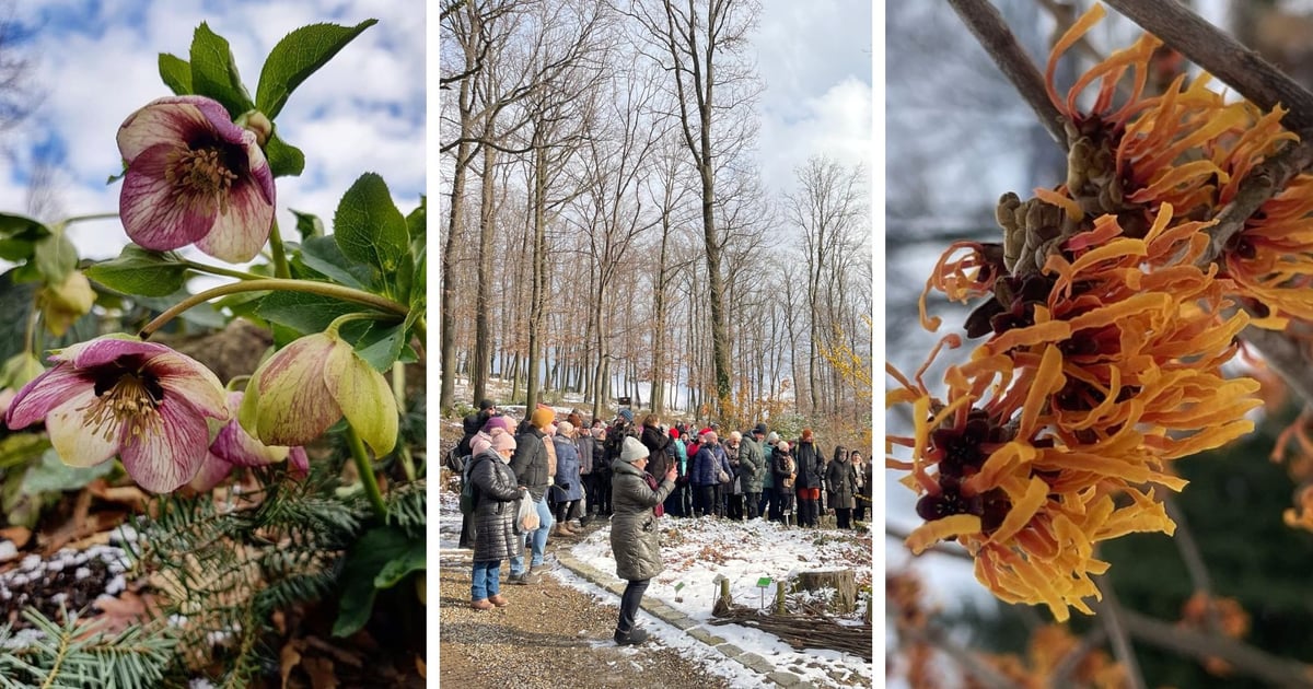 Otwarte tylko na walentynkowy weekend! Arboretum Wojsławice z atrakcjami
