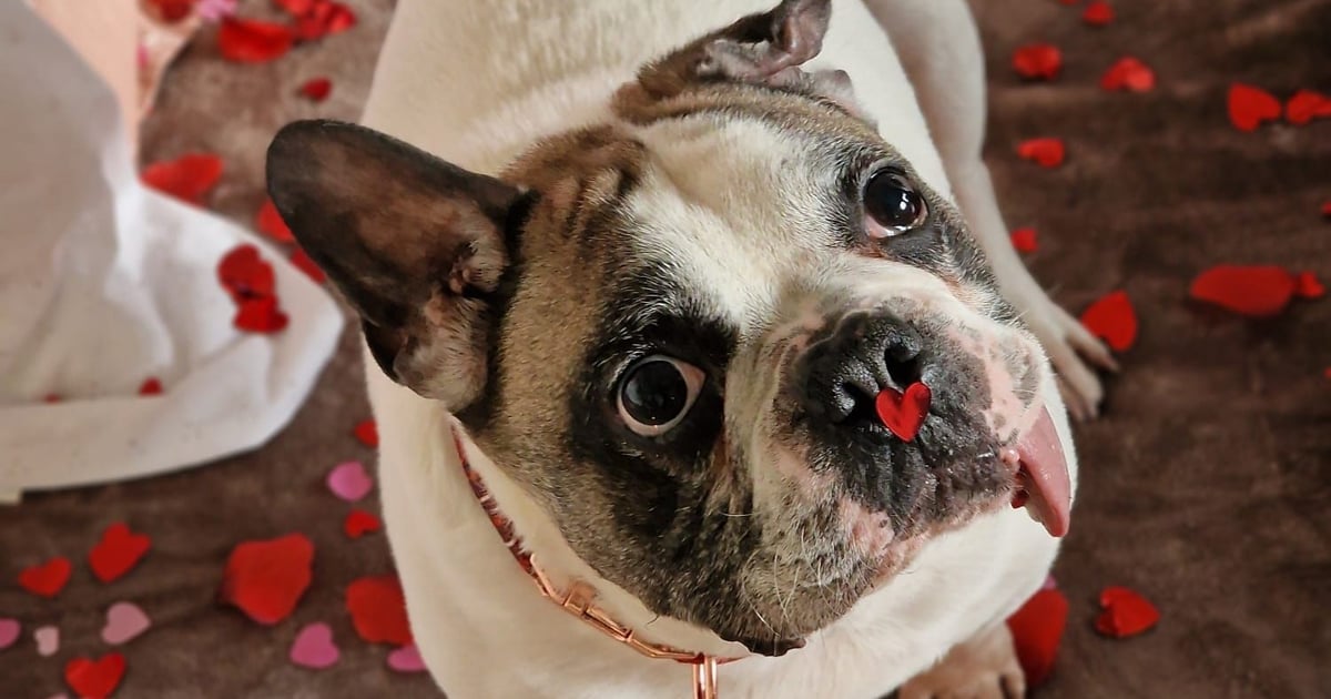 „U nas znajdziesz swoją drugą połówkę”. Piękna sesja w schronisku dla zwierząt