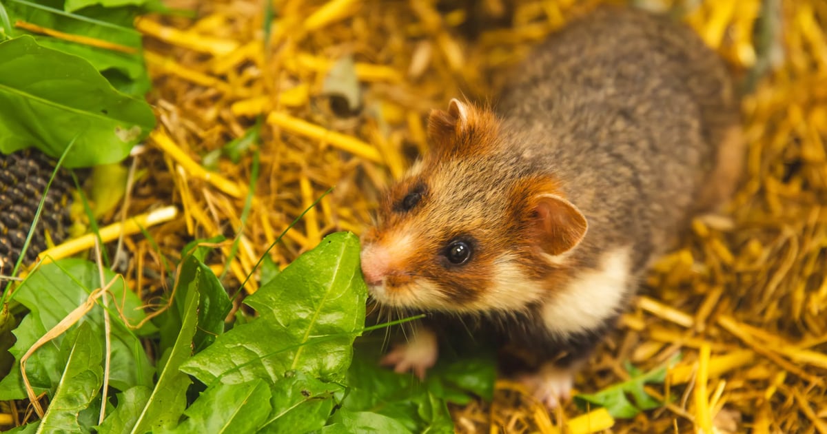 Chomik-gigant wygrał choćby z niedźwiedziem! Plebiscyt na Zwierzę Roku