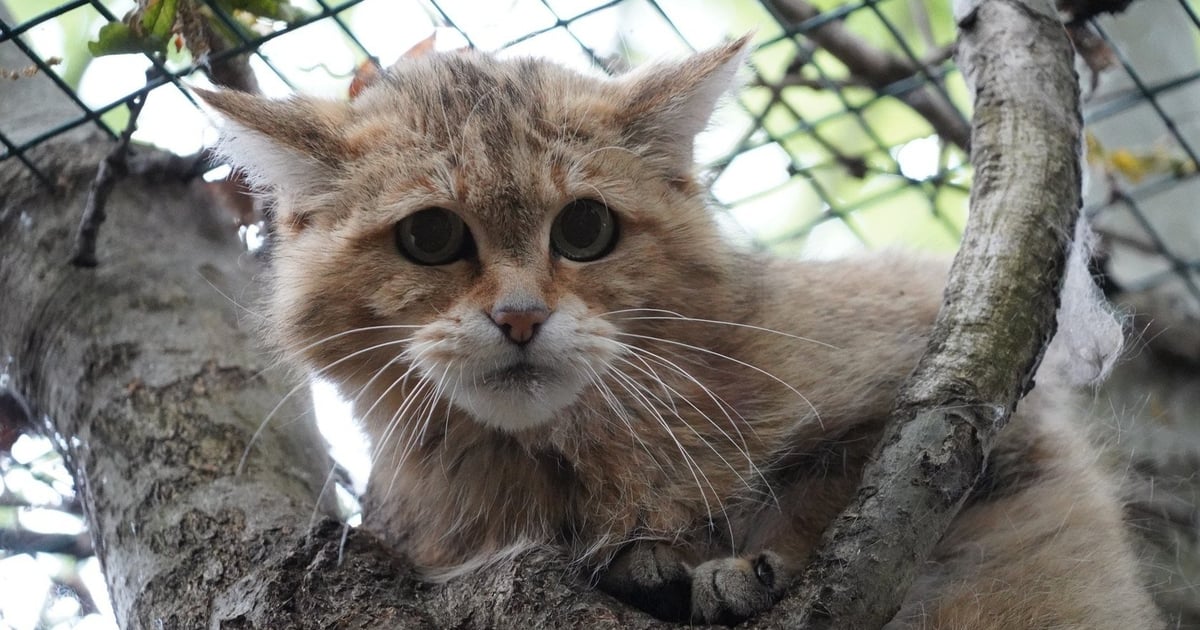 Jak odróżnić żbika od kota? Teraz już się nie pomylisz | FILM
