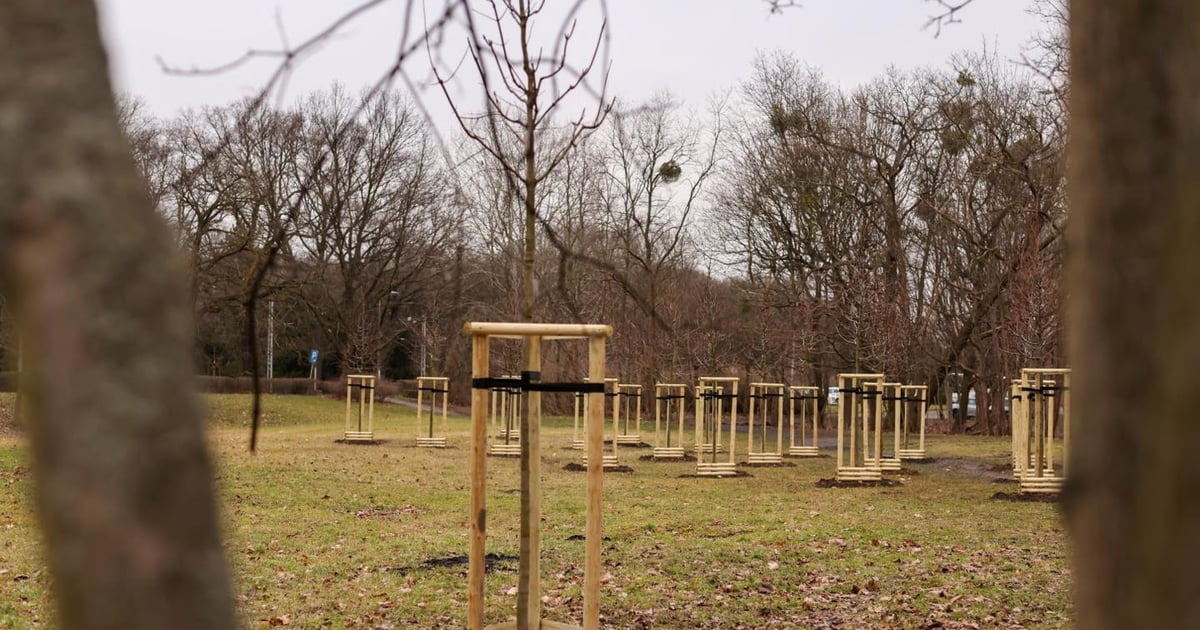 Ponad 800 drzew i 50 tys. roślin – miasto szykuje się do wiosennych nasadzeń