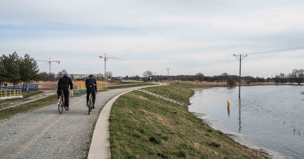 Wysoki stan wody w Widawie. Jest ostrzeżenie drugiego stopnia
