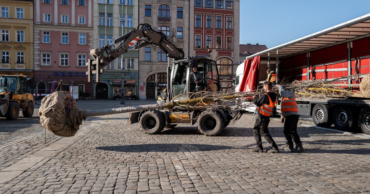 Pierwsze, nowe drzewa przyjechały do Rynku we Wrocławiu | ZDJĘCIA