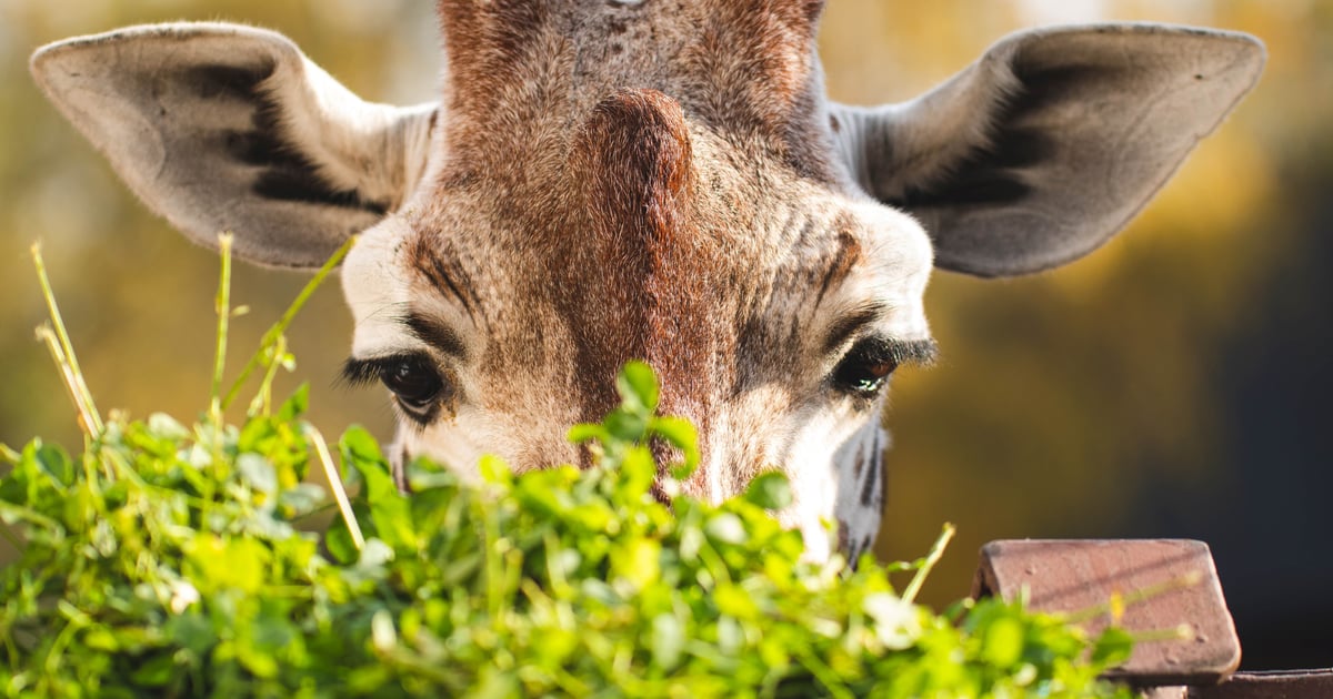 Zwierzęta z parciem na szkło. Zobacz, jak mieszkańcy wrocławskiego zoo zachowują się przed kamerą | FILM