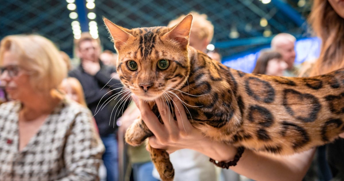 Macie kota na punkcie kotów? Koniecznie przyjdźcie do Orbity | MNÓSTWO ZDJĘĆ