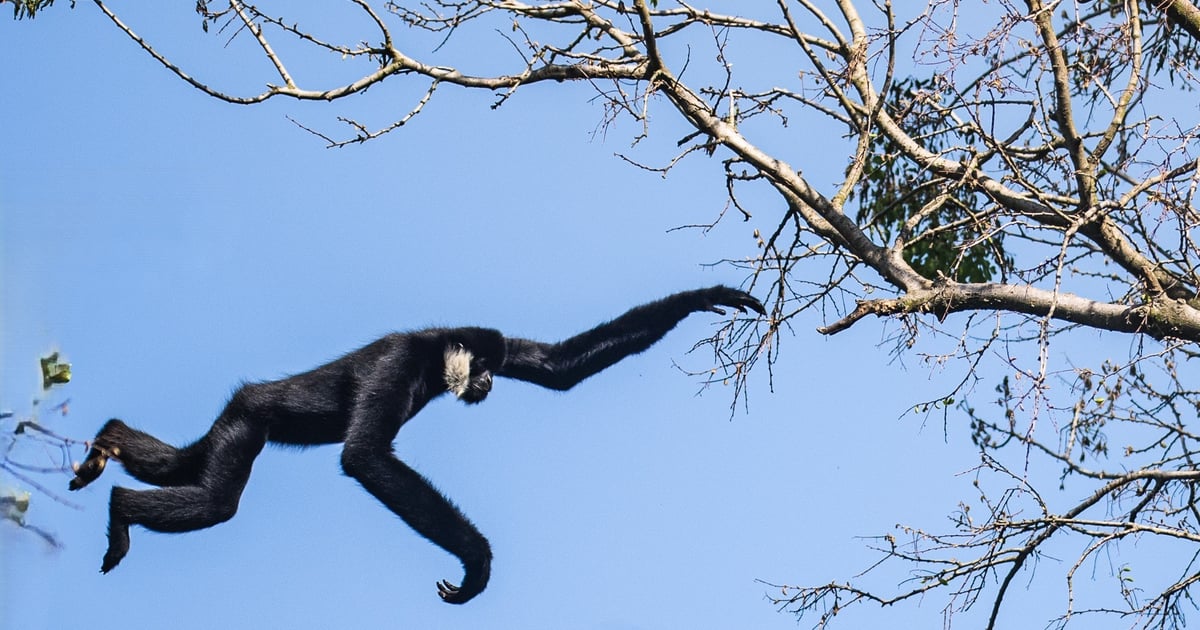 Zobaczcie, co wyrabiają gibony w Zoo Wrocław | FILM