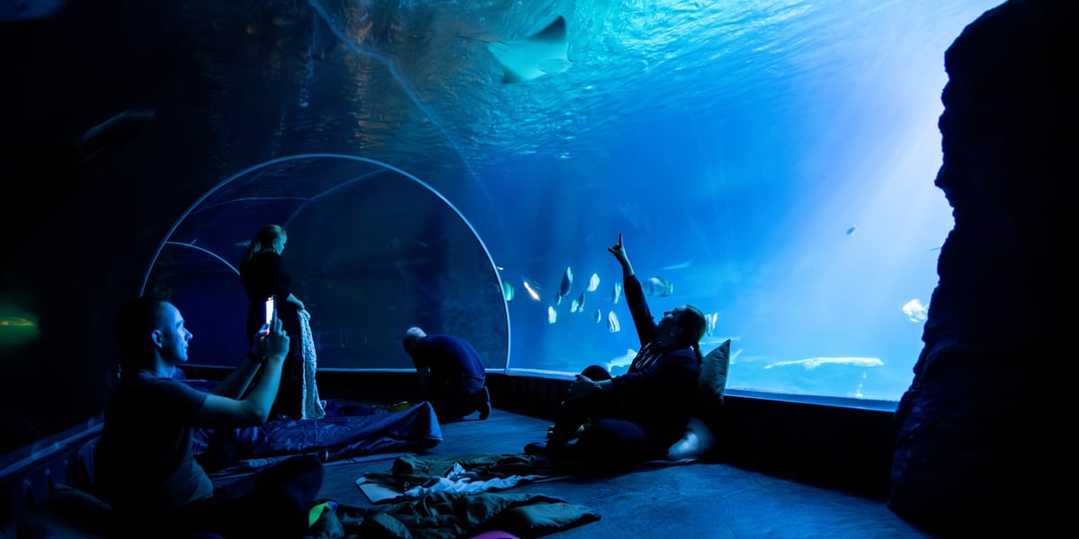 Są jeszcze miejsca na ostatnie w tym sezonie nocowanie w Afrykarium