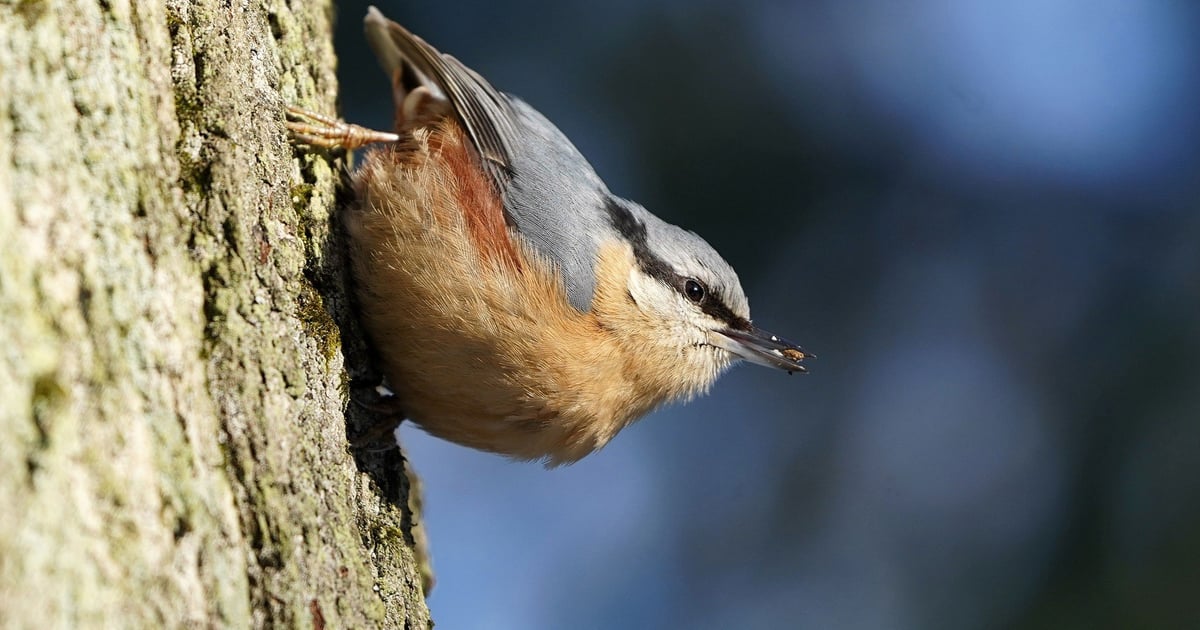Kto nas budzi, kto (i po co) śpiewa? Ornitolodzy o ptakach we Wrocławiu