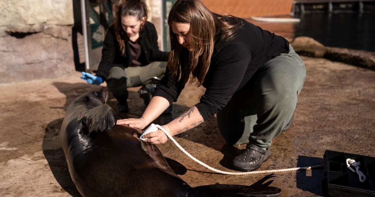 „Pokaż kotku, co masz w środku”. Jak wygląda badanie USG we wrocławskim zoo?